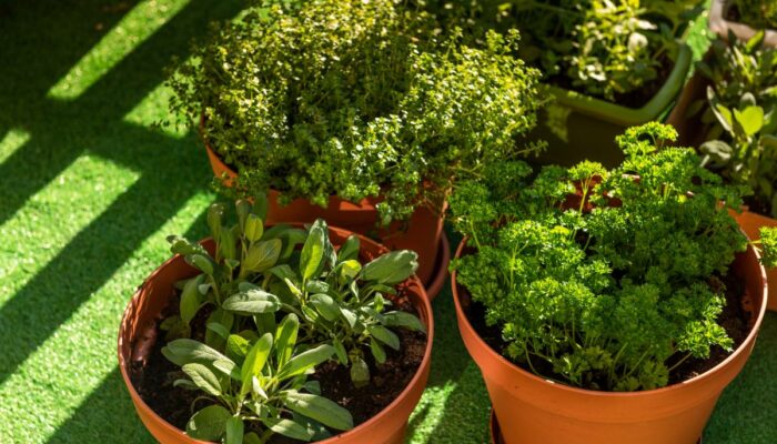 7 herbs to grow at home for health benefits